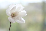 Fototapeta Kwiaty - One white magnolia flower on a branch.