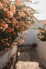 Wall Mural - Alley with Bougainvillea flowers growing over cement wall on sunny day