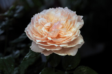 Wall Mural - Rose flower in the garden