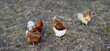 Glückliche freilaufende Bio Hühner und Hähne auf einer Wiese im Winter
