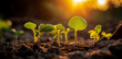 a group of young plants growing in dirt at sunset or dawn, with the sun shining on them, generative ai