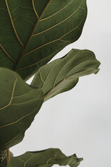 Poster - Green foliage ficus lyrata with white background