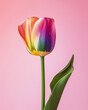 Schöne Blumen, Tulpen, Frühling, LGBTQ, Regenbogenfarben
