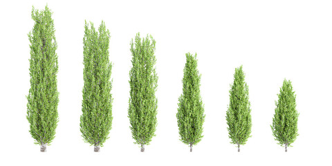 3d illustration of Columnar hornbeam garden plants isolated on transparent background. High resolution for digital composition