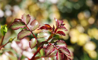 Wall Mural - Beautiful red leaves on a rose bush in the garden. Selective focus