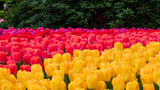 Fototapeta Tulipany - Flower show in the heart of spring tulip park Keukenhof in Amsterdam, Netherlands