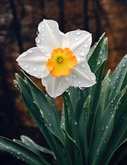 Wall Mural - White daffodils in the rain drops