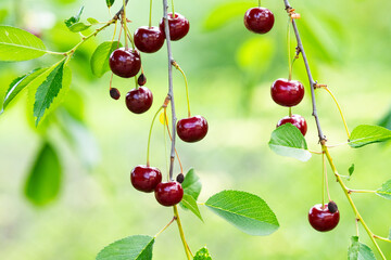 Canvas Print - ripe cherries