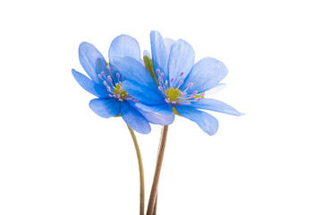 Wall Mural - Hepatica Nobilis  isolated