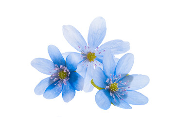 Wall Mural - Hepatica Nobilis  isolated