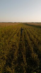 Wall Mural - Young farmer walking in a soy field examining crop before harvest.