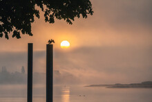 Germany, Hamburg,Cormorant Perching On Top Of Riverside Pole At Foggy Sunrise