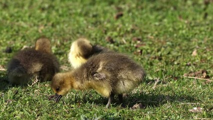 Canvas Print - Close up of a beautiful yellow fluffy greylag goose baby gosling in spring, Anser anser is a species of large goose in the waterfowl family Anatidae