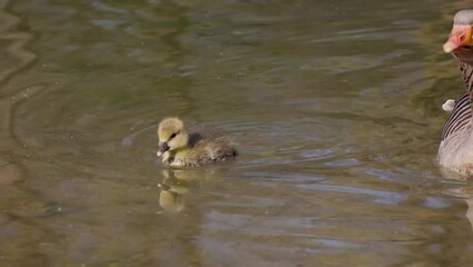 Wall Mural - Close up of a beautiful yellow fluffy greylag goose baby gosling in spring, Anser anser is a species of large goose in the waterfowl family Anatidae