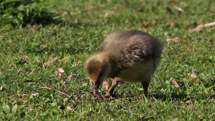 Wall Mural - Close up of a beautiful yellow fluffy greylag goose baby gosling in spring, Anser anser is a species of large goose in the waterfowl family Anatidae