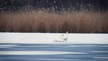 White Swan Gracefully Stands On Top Of Frozen Lake During Winter. Biodiversity Awareness Protection, Big Birds Lake Ecosystem, Natural Habitat