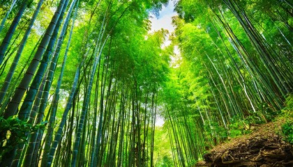 Poster - green bamboo forest