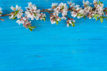 Wall Mural - Beautiful frame of twig with cherry blossom on a blue paint wooden background; copy space;