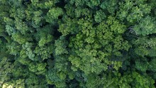 Dense Green Jungle Forest Of Guadeloupe, Aerial Top Down View