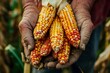 Close-up of a hand holding corn. Farmer's hands holding corn during harvest. Farmer is harvesting in the field