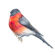Watercolor painted bullfinch bird on a branch.Hand drawn image of a bright red bird.