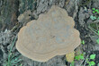 Mushroom bracket-fungus