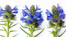 Botanical Collection Wildflower Echium Vulgare Isolated On White Background