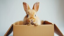 A Decorative Rabbit Peeks Out From A Cardboard Box Against An Isolated Gray Background.