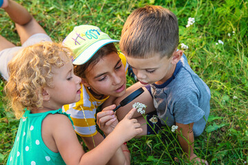 Wall Mural - Children look through a magnifying glass together at the plants in the garden. Selective focus.