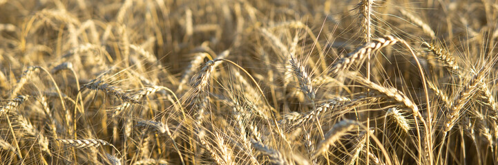 Ears of wheat growing in the field. The concept of harvesting.