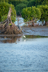 Wall Mural - Aceh mangrove forest