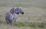 Fototapeta  - Stado zebra na afrykańskiej sawannie