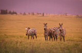 Fototapeta  - Stado zebra na afrykańskiej sawannie