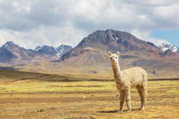 Wall Mural - Alpaca