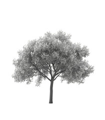 Poster - tree isolated on white background