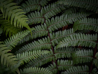 Tree fern branches in the forest