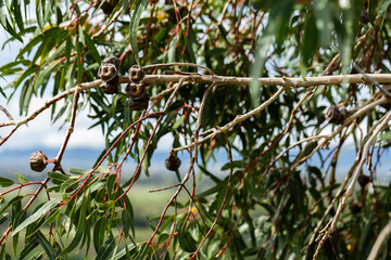 Gum leaves and nuts on branch of native eucalyptus tree