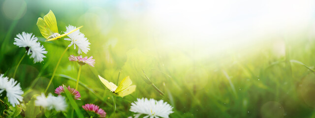 Aufkleber - Art Beautiful spring nature background. Daisy flowers in green grass, a blooming wild field meadow and butterflies flying above it. Wide format, copy space.