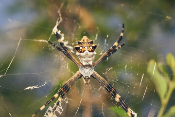 Wall Mural - A Spider in its web (Argiope argentata)