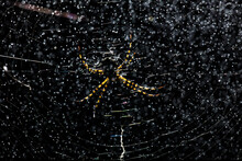 Tiger Spider In Its Web At Night