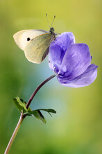 Cabbage White Butterfly Rests On A Purple Flower