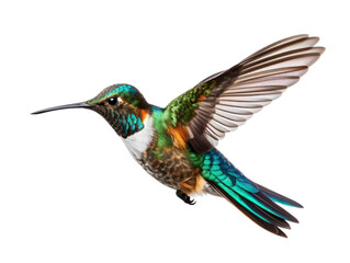 Wall Mural - a tiny hummingbird, isolated on a transparent or white background