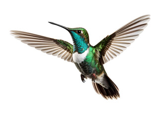 Wall Mural - a tiny hummingbird, isolated on a transparent or white background