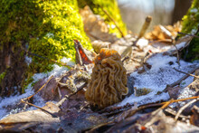 Morel Fungus, Edible Mushrooms Growth In A Wild Nature In A Sunny Forest (verpa Bohemica) In Early Spring, Natural Outdoor Background, Vacation And Activity On A Fresh Air, Macro Image