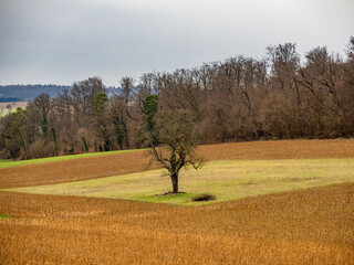 Canvas Print - Kahler Baum im Winter