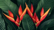 A Captivating Image Of A Heliconia, Its Bright Red And Orange Bracts Creating A Striking Contrast Against The Deep Green Foliage. 