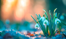 The First Spring Flowers Under Last Year's Leaves Against The Backdrop Of Sunset. Snowdrops Close-up Against A Blurred Forest Background.