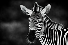 Black And White Portrait Of Zebra Head Closeup