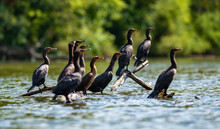 The Double-crested Cormorant (Nannopterum Auritum), Wild Birds Rest On Tree Branches In A Lake In NJ