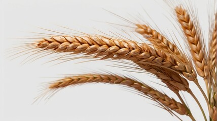 ears of wheat